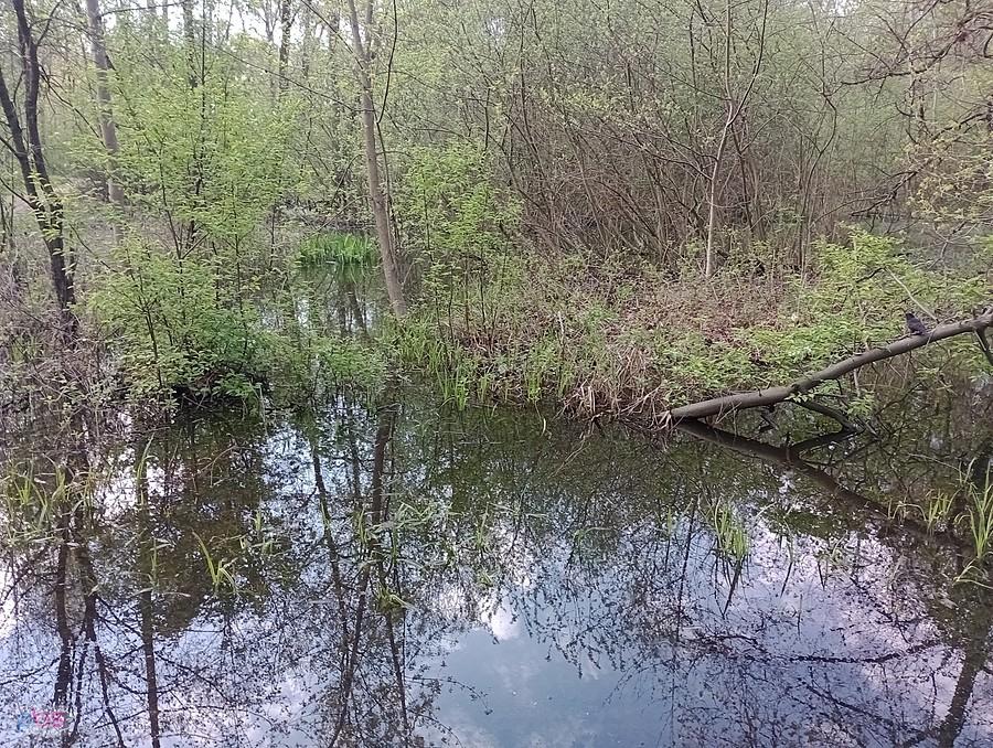 Mokradła