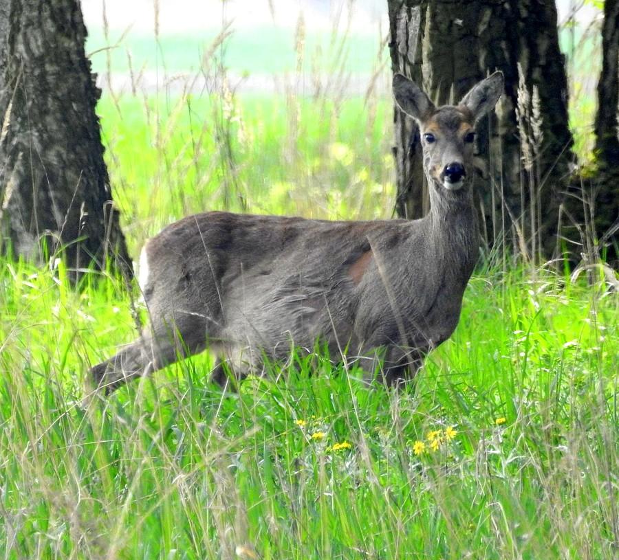 Sarenka mnie zauważyła