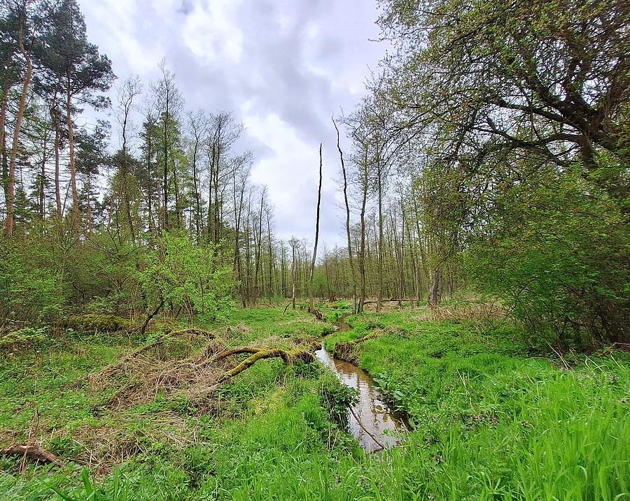 Wodne klimaty w okolicach Lisówek