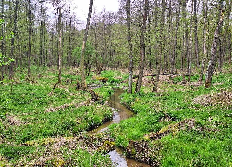 Meandrująca rzeczka Samica