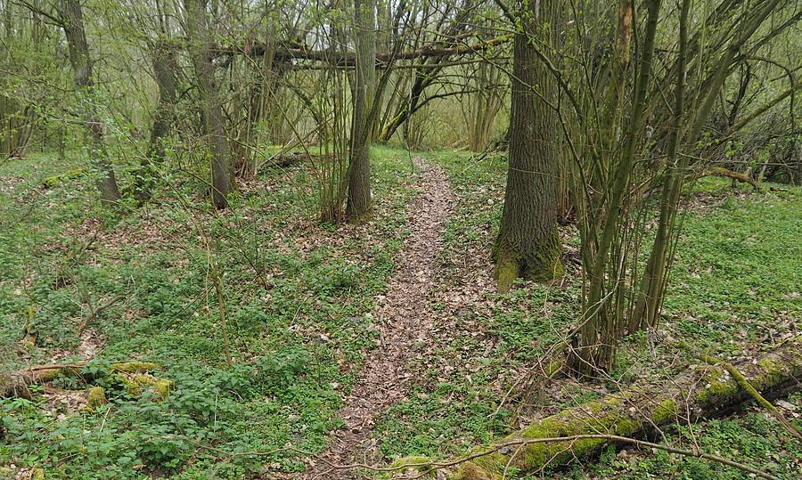 Grodzisko nad jeziorem Paklicko Wielkie