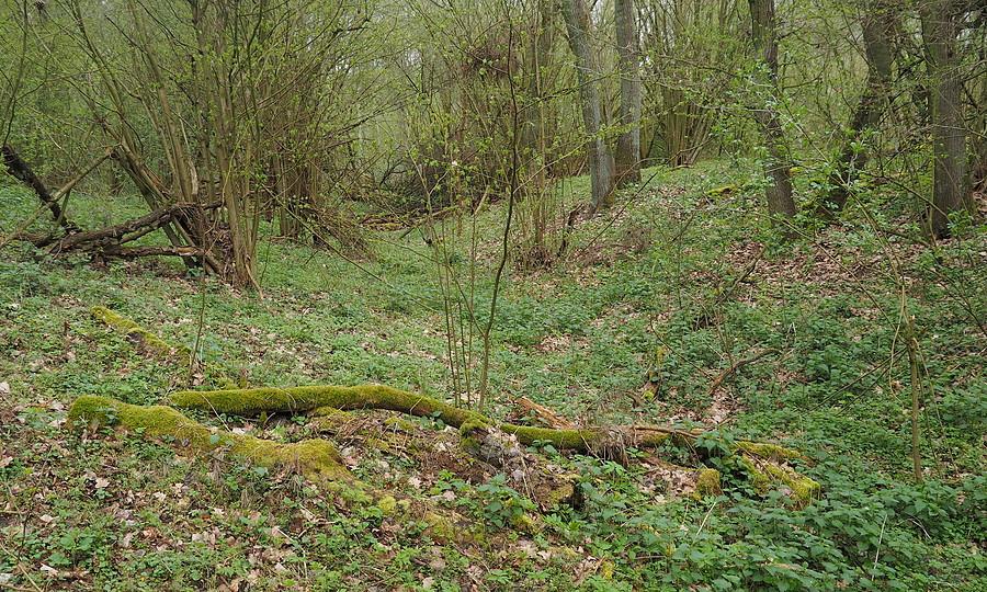 Fosa grodziska