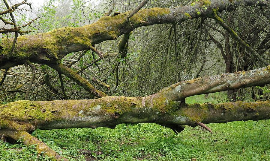 Obrona bierna grodziska