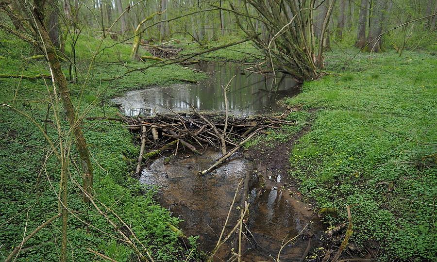 Bobrowa kaskada