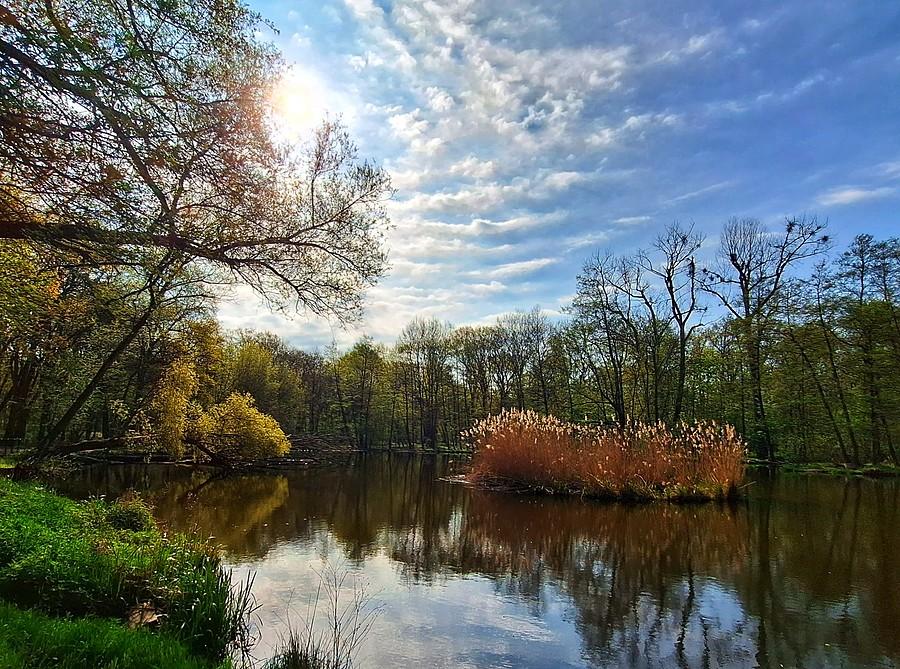 Piękny poranek na Dębinie
