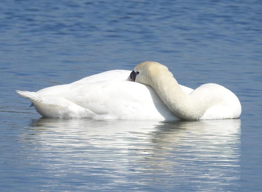 Śpiący łabędź
