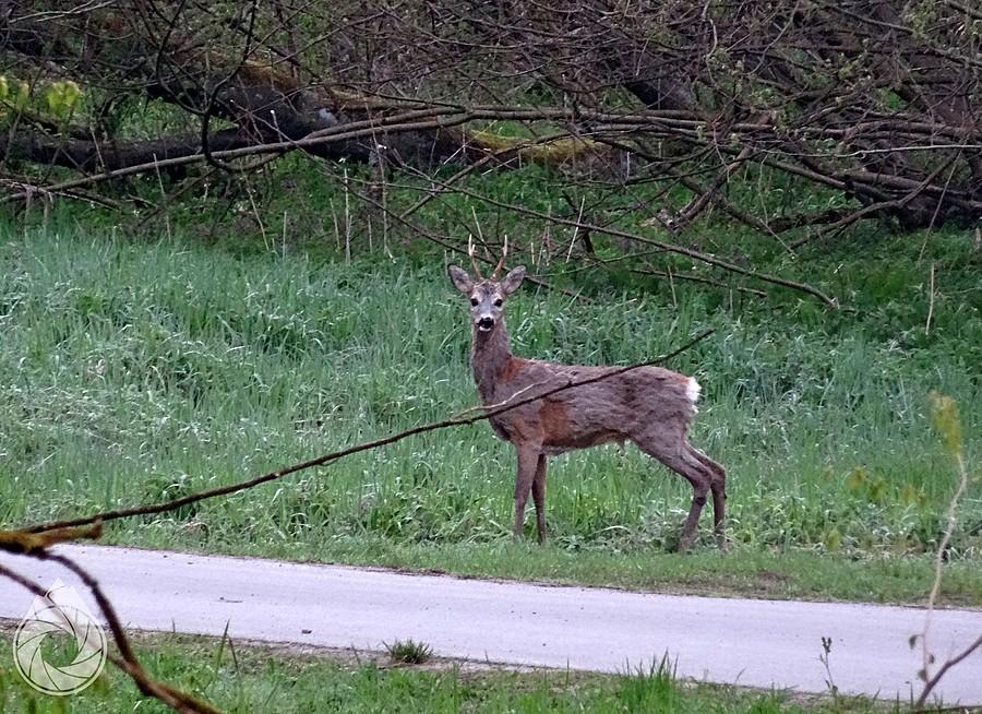 wykluczenie transportowe dotyka także podkarpackie renifery, czekające na przystankach-widmo na autobus...