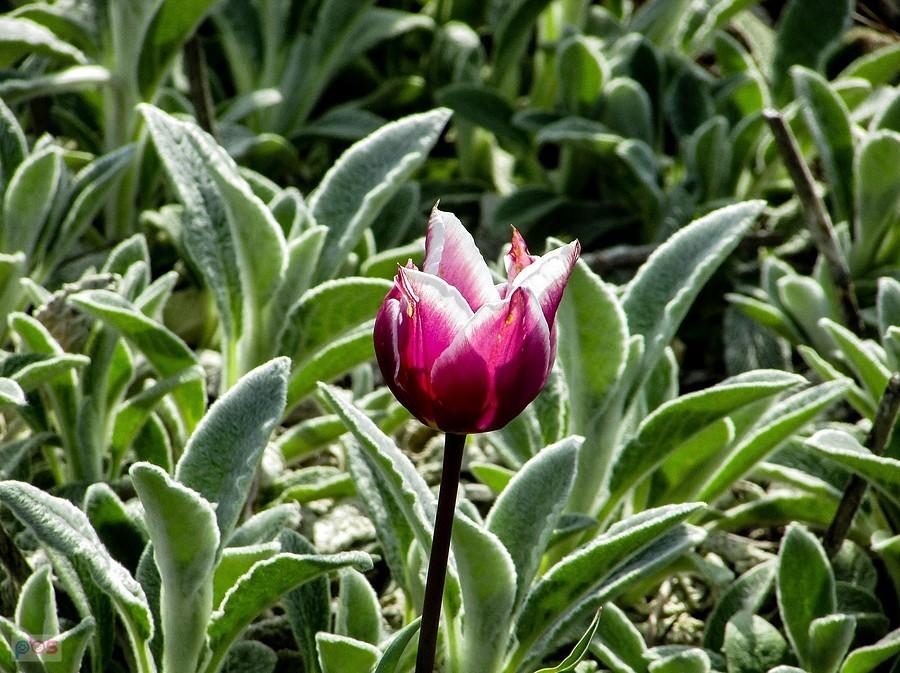 Tulipan w czyśćcu