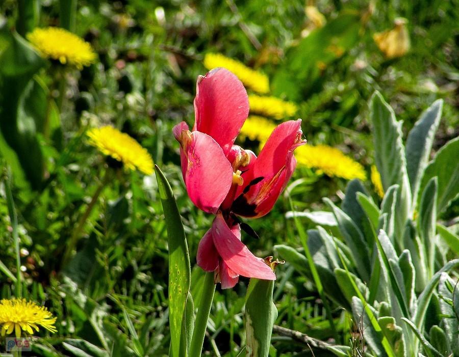 Różowy tulipan pokazuje środeczek