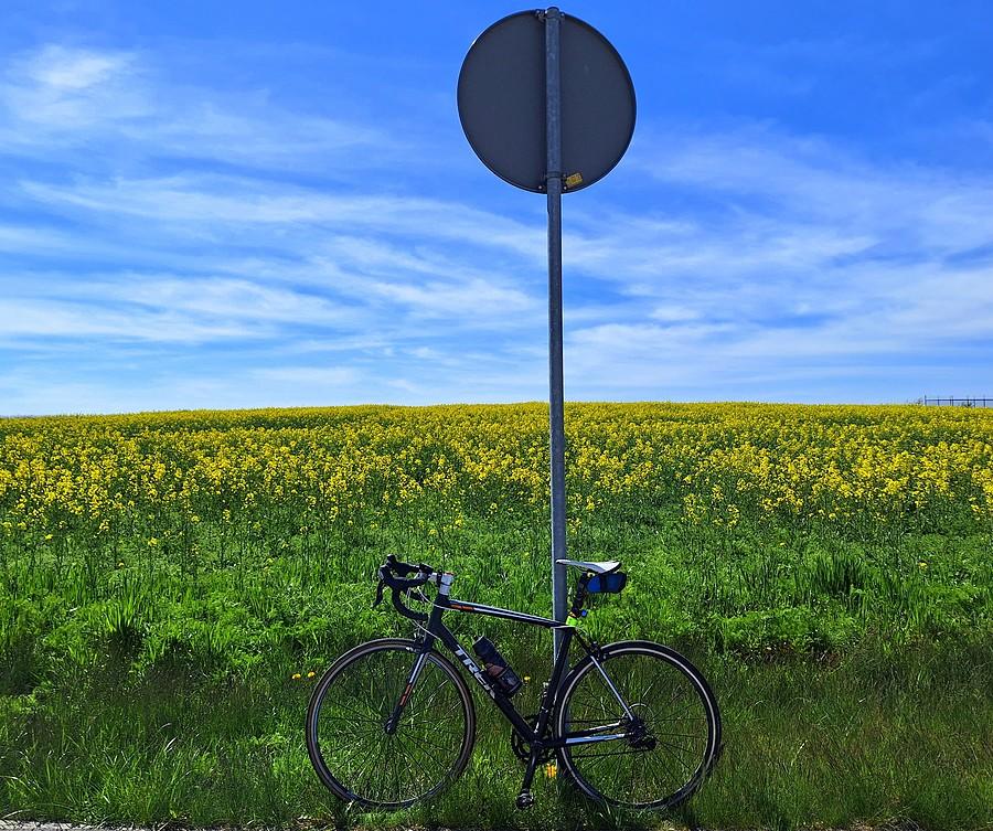 Rzepakowa rowerówka