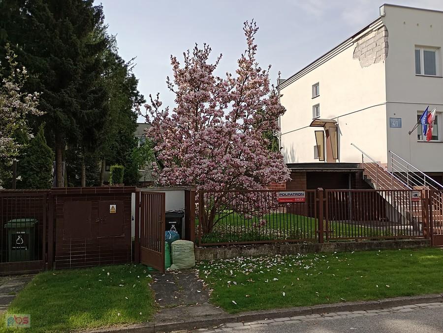 Jedna z ostatnich kwitnących jeszcze magnolii