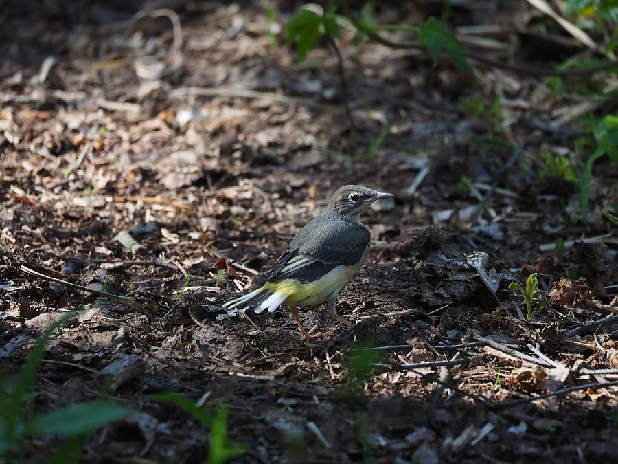 Podlot Pliszki Górskiej nad Ilanką