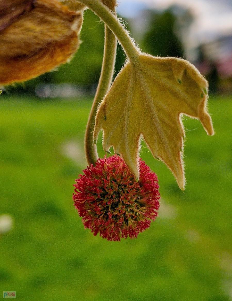 Czerwony pomponik platana