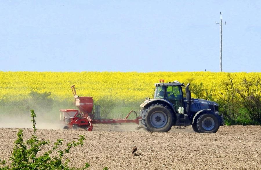 Ciągnik, rzepak i drapieżnik na pierwszym planie