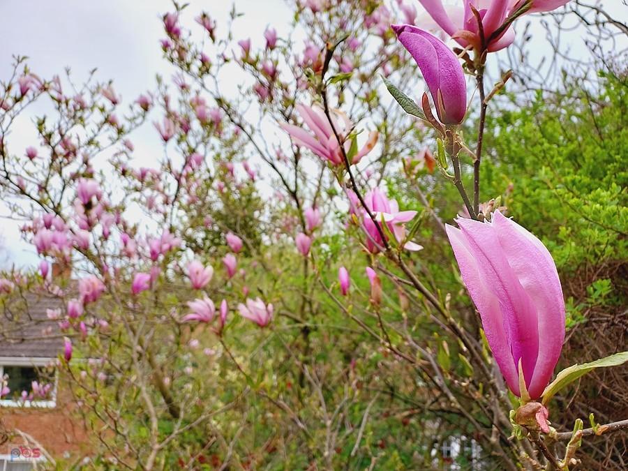 Magnolie