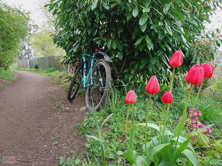 Tulipany i rower przy ścieżce