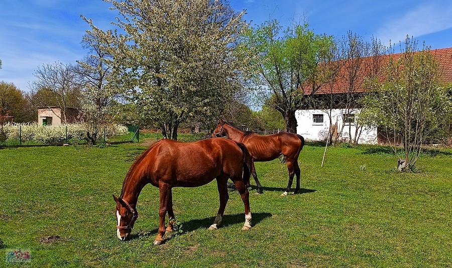 Konie w Bełczu Wielkim