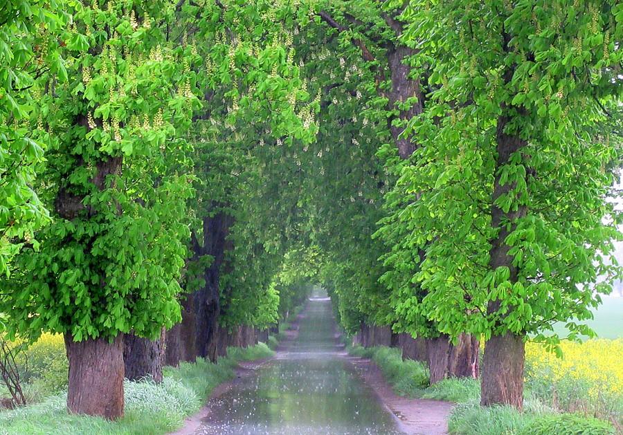 Zacinający deszcz i zabytkowa aleja na poznańskim Sypniewie