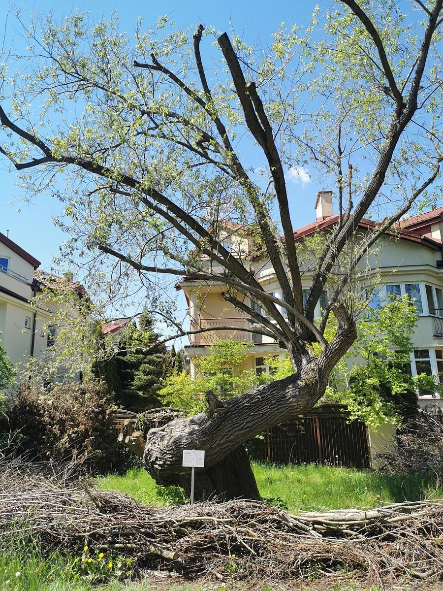Napis na tabliczce: "Uwaga to drzewo jest cenne!"