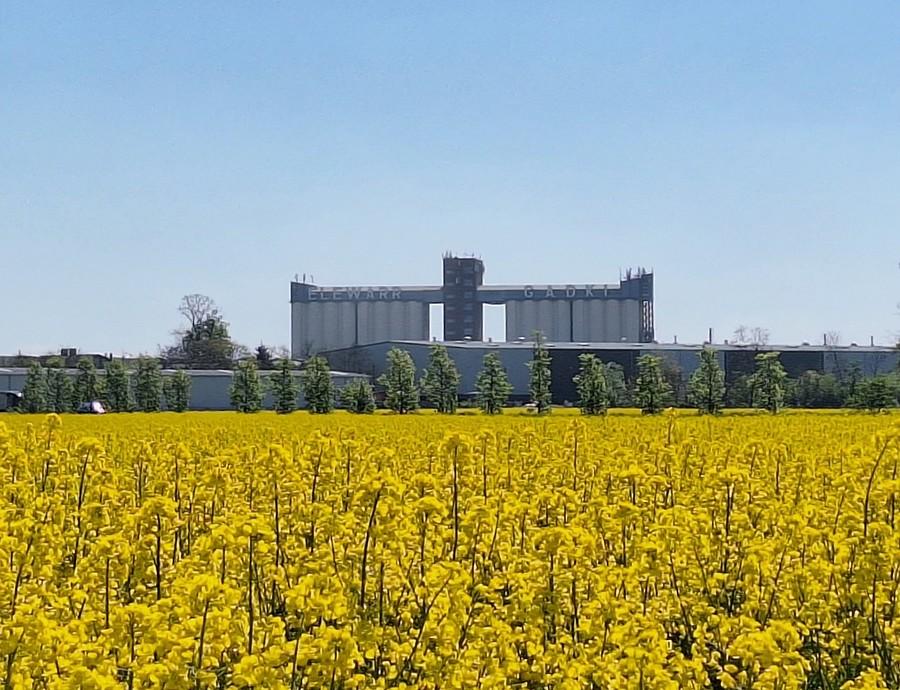 Rzepak i silos