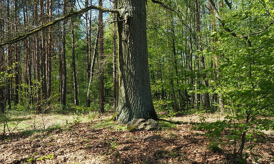 Dąb nadleśniczego Schönwalda nad Ścieniawicą