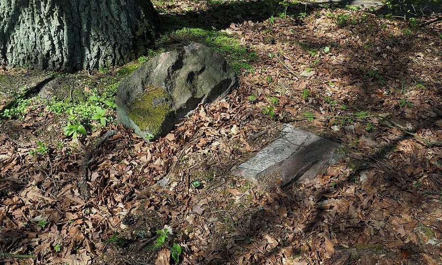 Resztki zniszczonego kamienia pod dębem Schönwalda