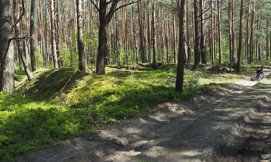 Zachowane okopy artylerii przeciwlotniczej na polowym lotnisku radzieckim z 1945 r.