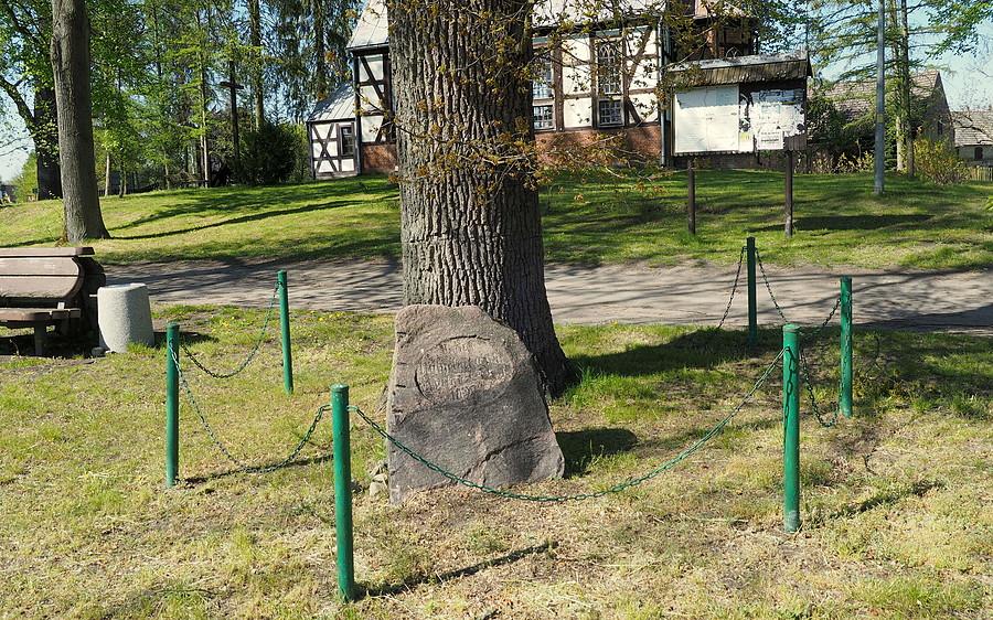 Jeden z dębów w Mosinie posadzonych z inicjatywy Schönwalda.