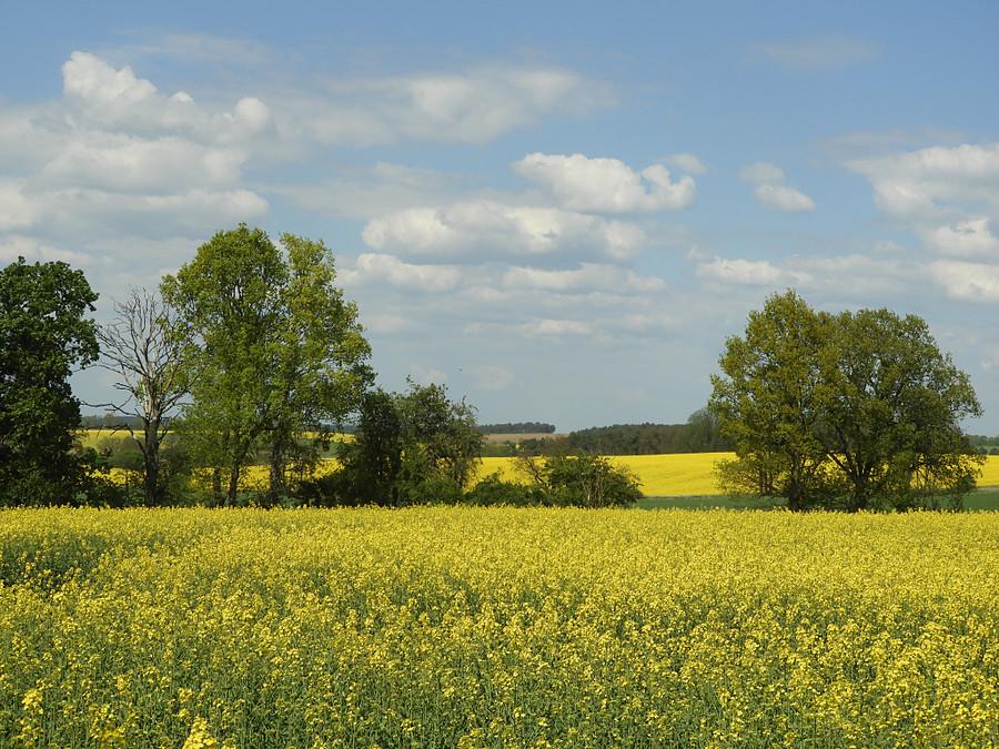 A rzepaki jeszcze kwitnął.