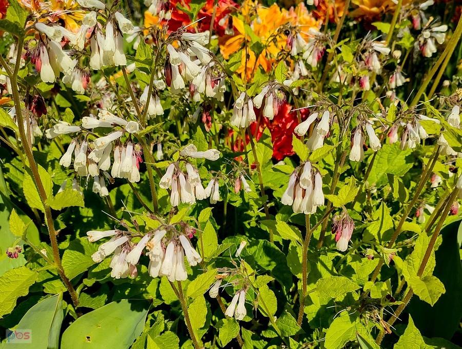 Żywokost i tulipany