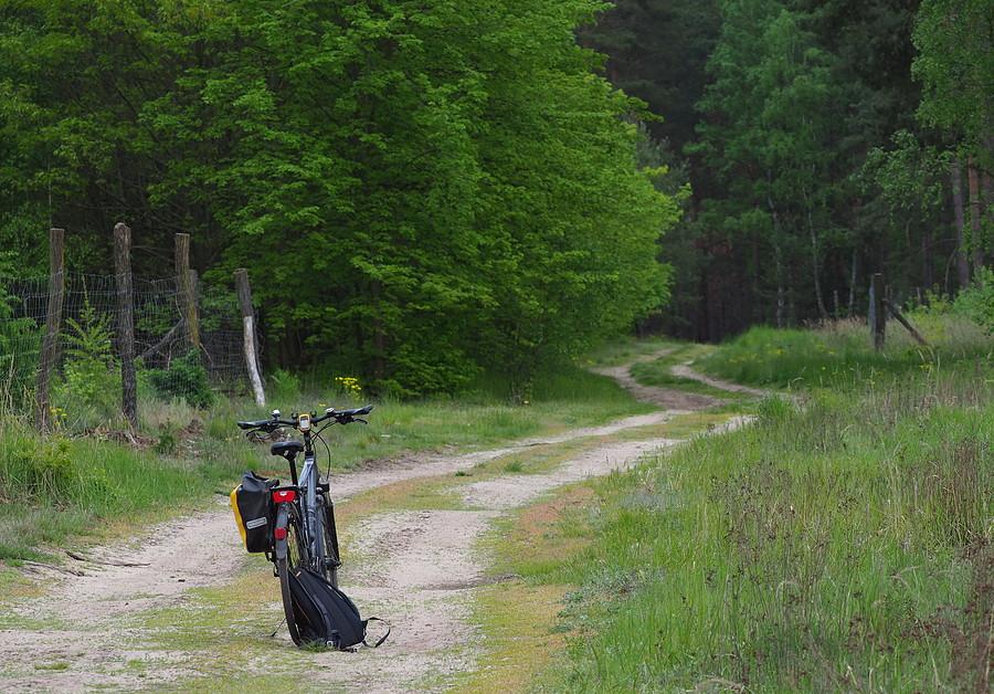 Leśna droga z Sułowa w kierunku Gajca