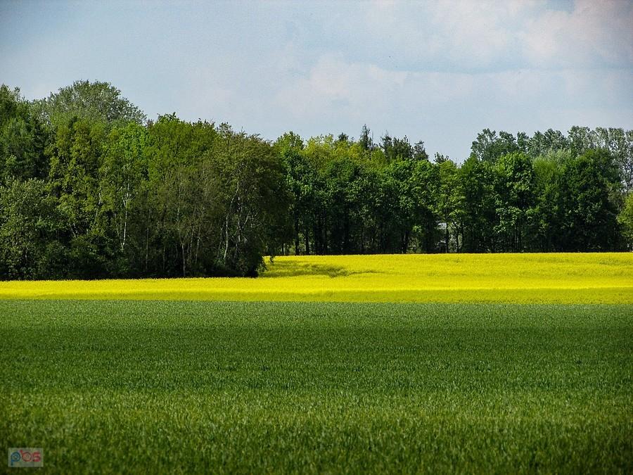 Żółto-zielony krajobraz