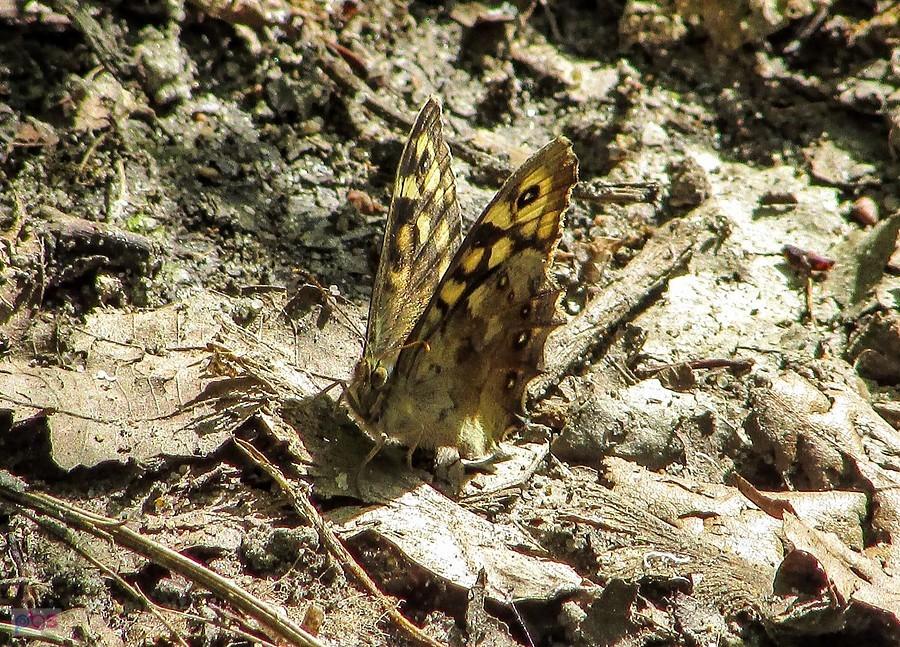 Niepozorny, dobrze zakamuflowany motylek