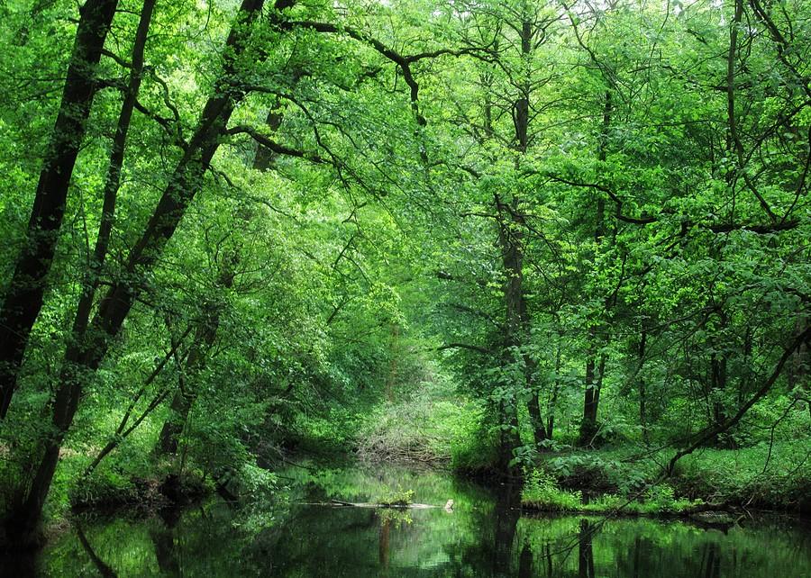Dębina naturą malowana