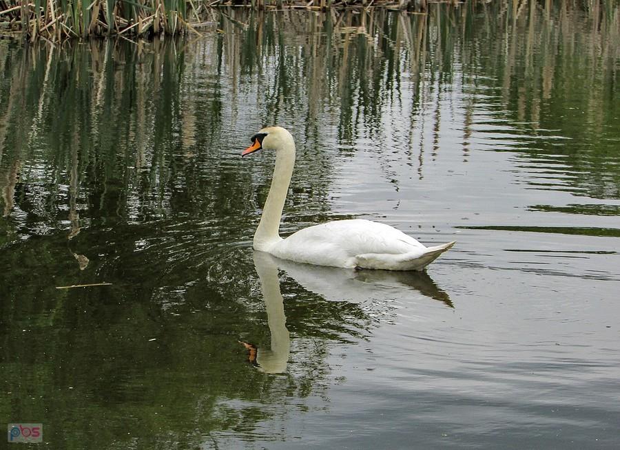 Pan łabędź był bardzo czujny, wypłynął mi na spotkanie