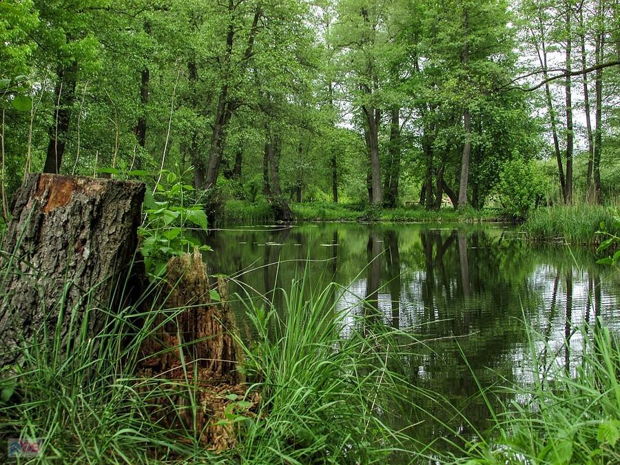 Staw w Parku Zdrojowym