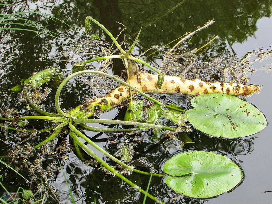 Imponujących rozmiarów kłącze grążela