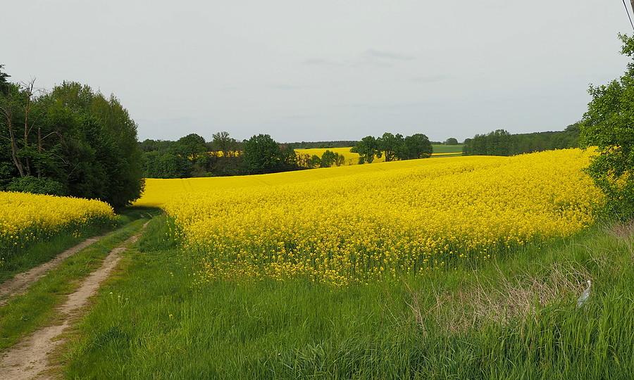 Rzepakowe pola