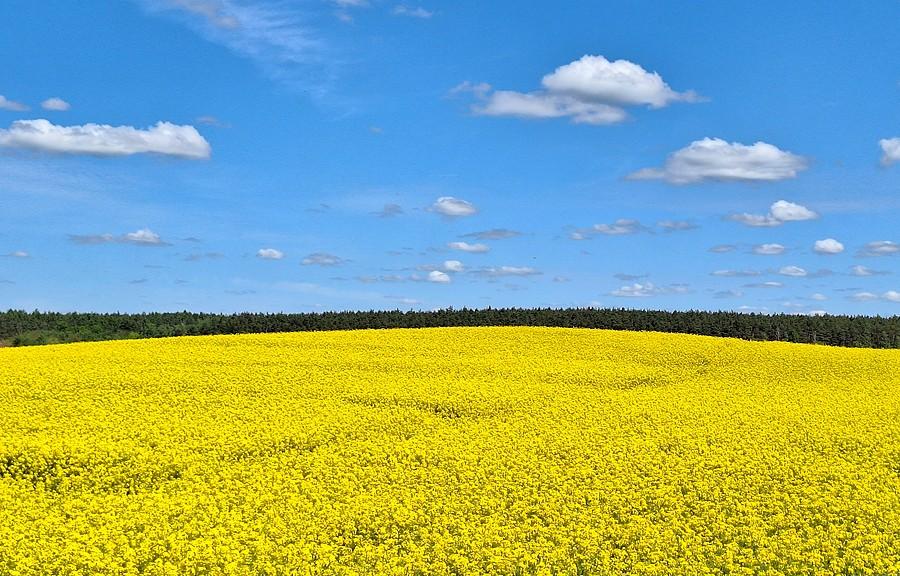 Rzepakowa górka