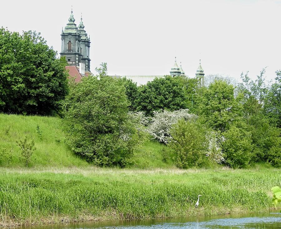 Poznańska Katedra i ukryta czapla