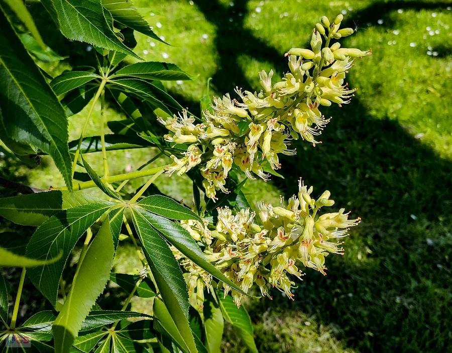 Kasztanowiec gładki, znany jest w USA jako Ohio buckeye