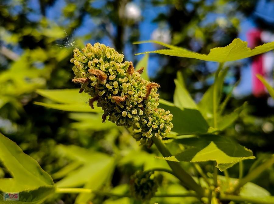 Kwiatostan ambrowca balsamicznego