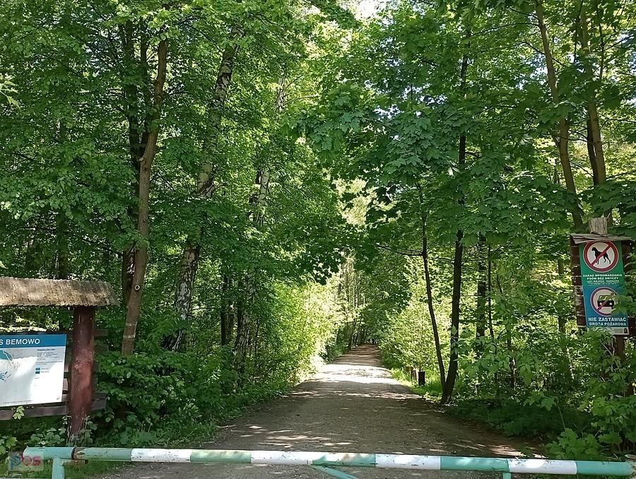Tu wyjechałam z lasu