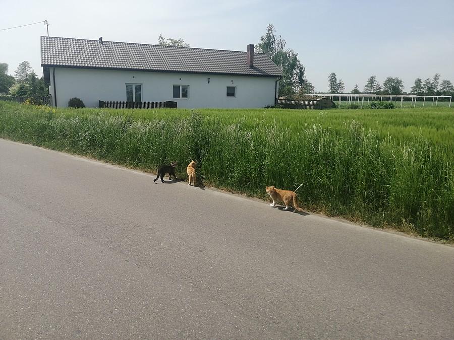 Szemrane towarzystwo omijam szerokim łukiem.