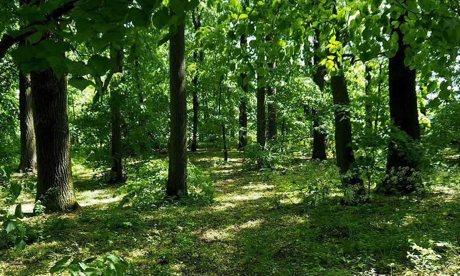 Przypałacowy park