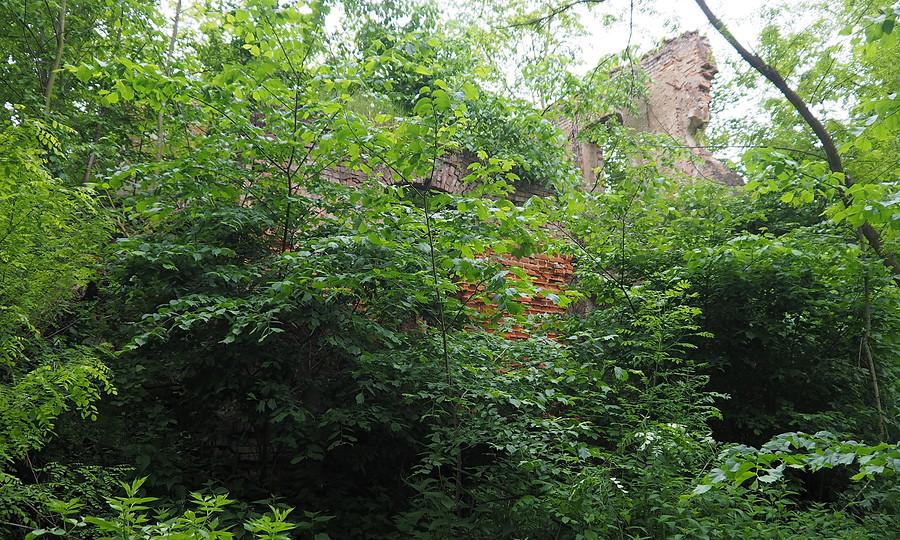Pałacowy busz