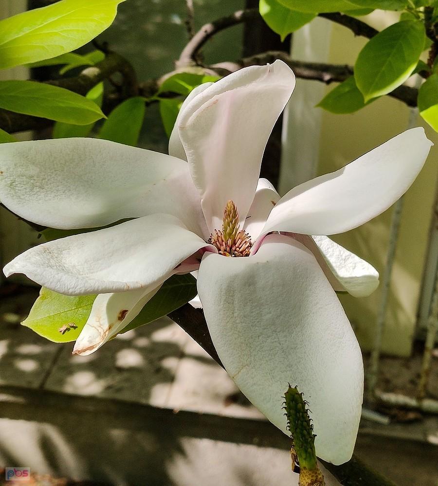 Jeden z ostatnich kwiatów magnolii japońskiej