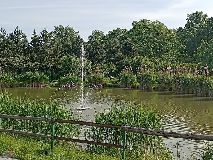 Staw w Borzęcinie