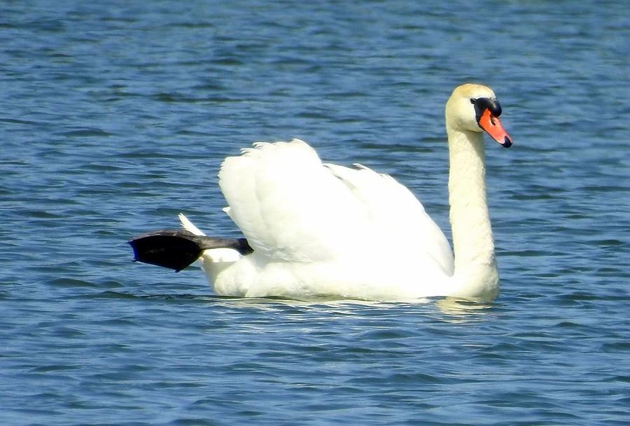 Łabędź ze Szczodrzykowa