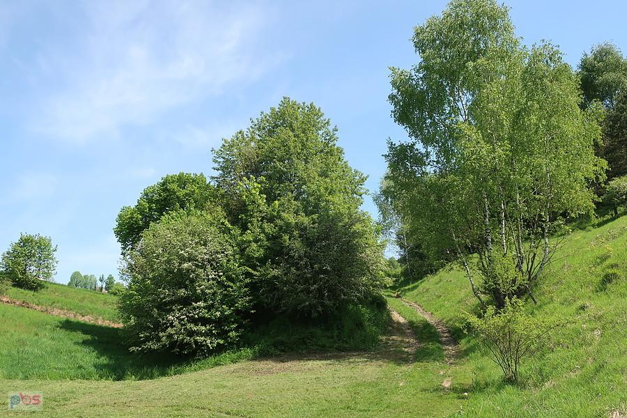 Przy drodze do Racławic